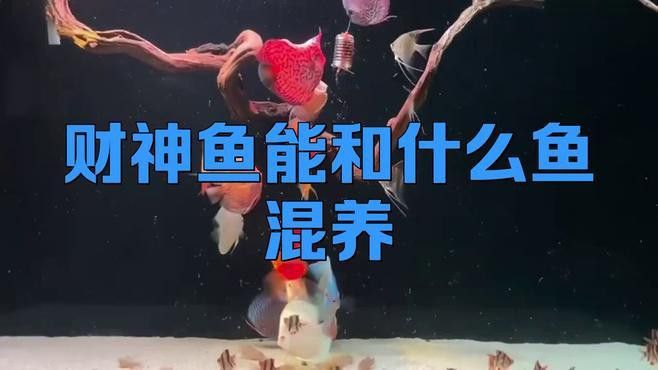 發財魚和銀龍魚混養 發財魚和銀龍魚混養 龍魚百科 第1張