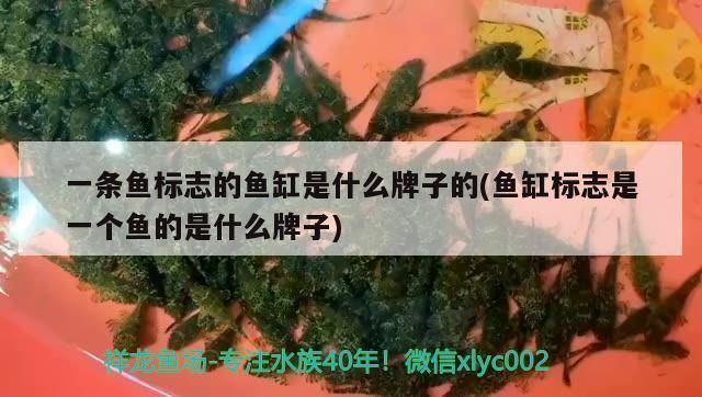 魚缸增氧泵光想響不抽水（增氧泵電機故障維修方法）