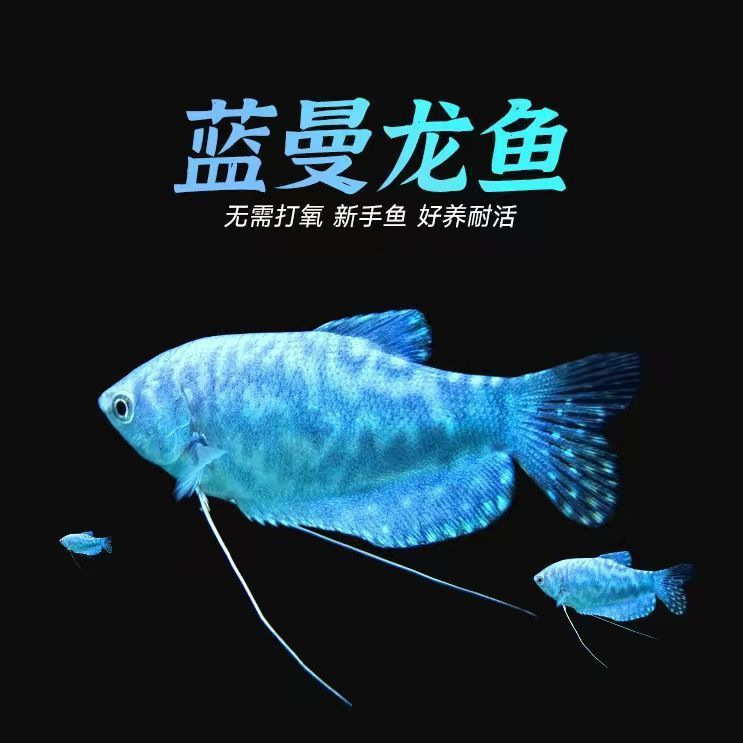 黃曼龍魚和金魚一起養(yǎng)：黃曼龍魚和金魚可以一起養(yǎng)嗎？