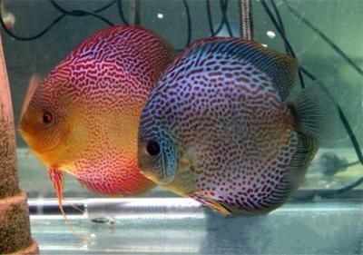 與龍魚混養(yǎng)的熱帶魚有哪些種類：適合與龍魚混養(yǎng)的熱帶魚 與龍魚混養(yǎng)的熱帶魚有哪些種類：適合與龍魚混養(yǎng)的熱帶魚 龍魚百科 第3張