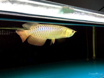 極品古典藍(lán)龍魚(yú)多少錢(qián)一條（極品古典藍(lán)龍魚(yú)最貴多少錢(qián)一條最貴的一條幾十萬(wàn)）
