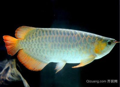 銀龍魚(yú)可以與雙線(xiàn)魚(yú)混養(yǎng)嗎（銀龍魚(yú)和雙線(xiàn)魚(yú)可以混養(yǎng)嗎？） 銀龍魚(yú)可以與雙線(xiàn)魚(yú)混養(yǎng)嗎（銀龍魚(yú)和雙線(xiàn)魚(yú)可以混養(yǎng)嗎？） 龍魚(yú)百科 第4張
