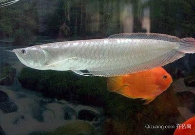 銀龍魚(yú)可以與雙線(xiàn)魚(yú)混養(yǎng)嗎（銀龍魚(yú)和雙線(xiàn)魚(yú)可以混養(yǎng)嗎？） 銀龍魚(yú)可以與雙線(xiàn)魚(yú)混養(yǎng)嗎（銀龍魚(yú)和雙線(xiàn)魚(yú)可以混養(yǎng)嗎？） 龍魚(yú)百科 第3張