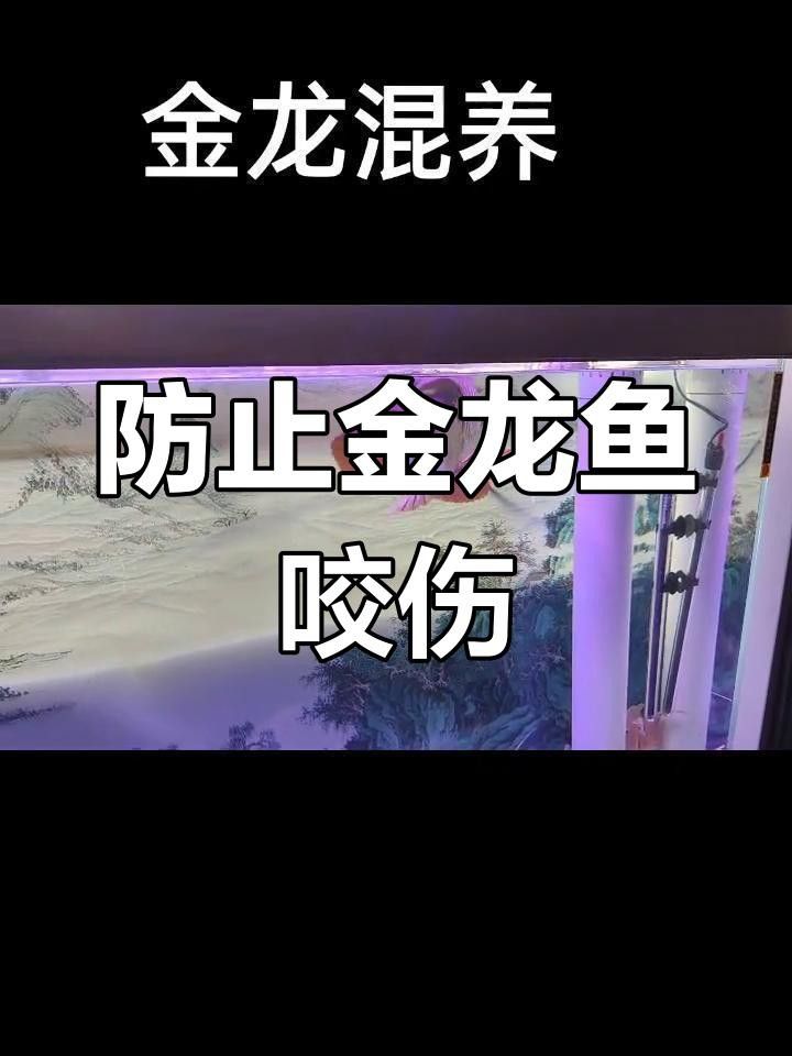 過背金龍混養(yǎng)需要多大的魚缸？