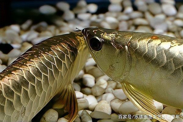 龍魚肚子脹氣鼓包