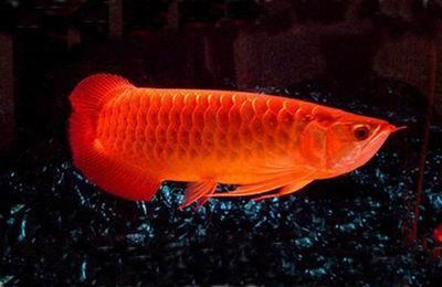 金龍魚用三基色燈還是白光燈好看些：如何選擇適合金龍魚的燈