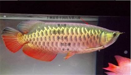 金龍魚(yú)最佳發(fā)色溫度范圍：金龍魚(yú)最佳發(fā)色溫度范圍是多少？