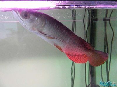 龍魚治療水霉病期間可以正常喂食嗎：在治療龍魚水霉病期間，飼養(yǎng)者需暫時停止喂食 龍魚治療水霉病期間可以正常喂食嗎：在治療龍魚水霉病期間，飼養(yǎng)者需暫時停止喂食 龍魚百科 第4張