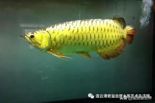 銀龍魚身上有條線（銀龍魚身上出現線條狀是怎么回事？） 銀龍魚身上有條線（銀龍魚身上出現線條狀是怎么回事？） 龍魚百科