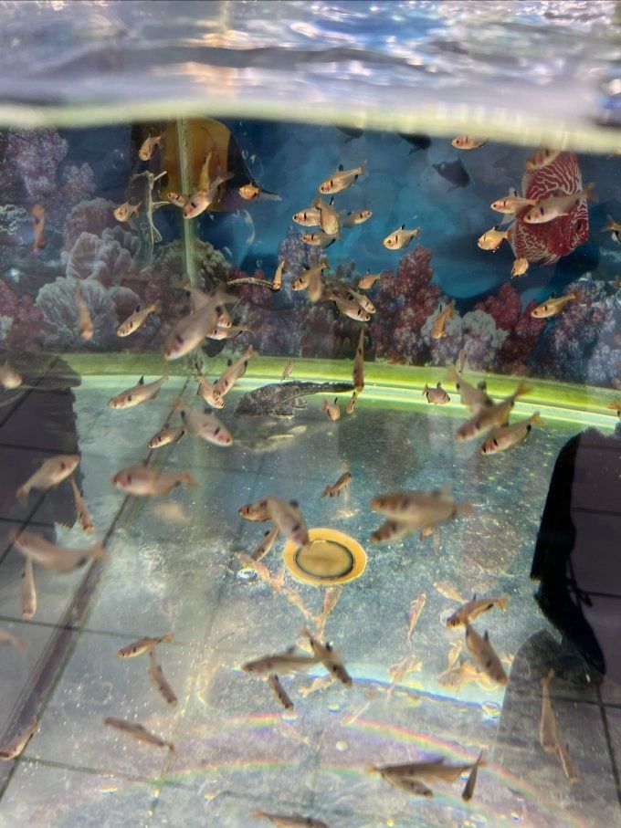 玫瑰扯旗魚好養嗎