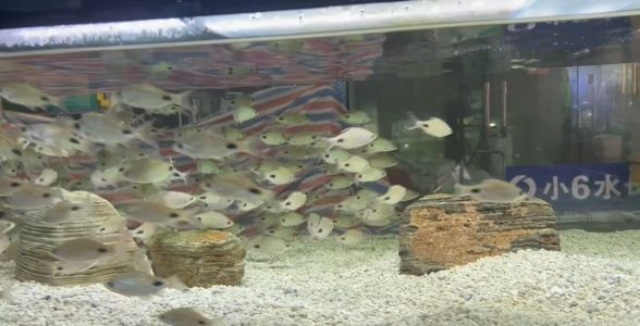 黑影道人魚的生活習性，關于黑影道人魚的一些生活習性