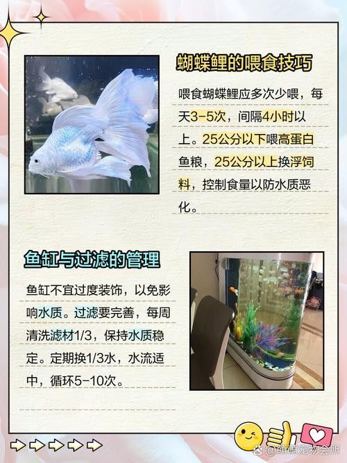 龍魚和蝴蝶鯉哪個好養