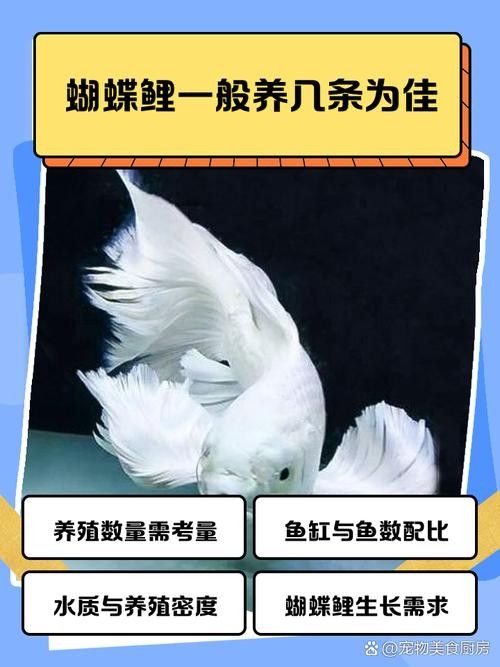 龍魚和蝴蝶鯉哪個好養