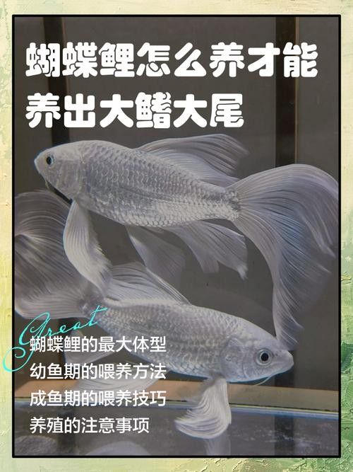 龍魚和蝴蝶鯉哪個好養