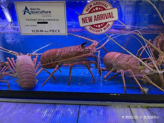 金龍魚漁場最受歡迎的三個地方 龍魚百科 第2張 金龍魚漁場最受歡迎的三個地方 金龍魚漁場最受歡迎的三個地方 龍魚百科 第2張