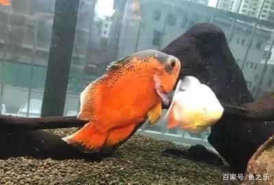 七彩神仙跟龍魚能混養嗎（七彩神仙魚和龍魚可以混養嗎？） 七彩神仙跟龍魚能混養嗎（七彩神仙魚和龍魚可以混養嗎？） 龍魚百科 第4張
