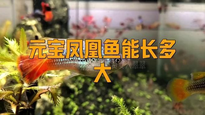 龍魚元寶鳳凰的介紹