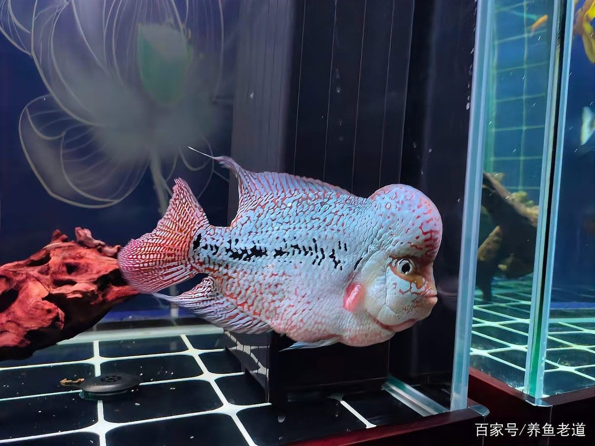龍魚(yú)蒙眼能自愈嗎圖片大全大圖