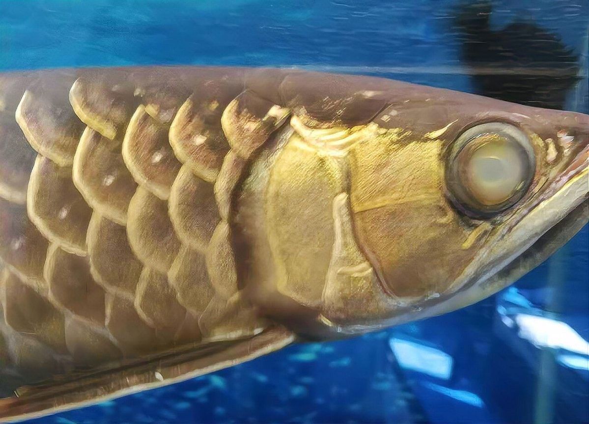 龍魚(yú)蒙眼能自愈嗎圖片大全大圖