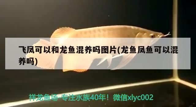 龍魚鳳魚可以混養(yǎng)嗎:龍魚與鳳魚是否可以混養(yǎng),龍魚鳳魚混養(yǎng)的日常管理技巧 龍魚百科 第2張 龍魚鳳魚可以混養(yǎng)嗎:龍魚與鳳魚是否可以混養(yǎng),龍魚鳳魚混養(yǎng)的日常管理技巧 龍魚鳳魚可以混養(yǎng)嗎:龍魚與鳳魚是否可以混養(yǎng),龍魚鳳魚混養(yǎng)的日常管理技巧 龍魚百科 第2張