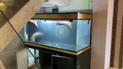 養(yǎng)了幾年的龍魚死了：養(yǎng)了幾年的龍魚突然死亡的原因 養(yǎng)了幾年的龍魚死了：養(yǎng)了幾年的龍魚突然死亡的原因 龍魚百科 第2張