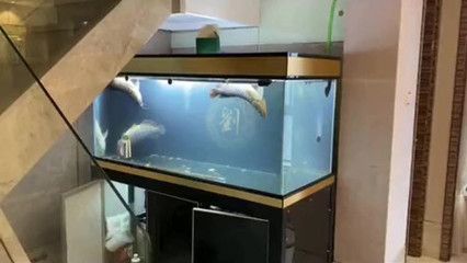 養(yǎng)了幾年的龍魚死了：養(yǎng)了幾年的龍魚突然死亡的原因 養(yǎng)了幾年的龍魚死了：養(yǎng)了幾年的龍魚突然死亡的原因 龍魚百科 第1張