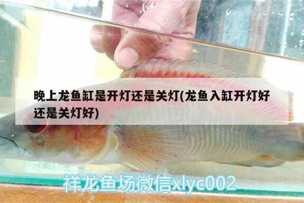 龍魚入缸是關燈還是開燈（當龍魚剛入缸時，最好先關燈，讓它們在黑暗中適應新環境）