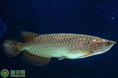 青龍魚(yú)多少錢一斤（青龍魚(yú)的價(jià)格一般在多少？）