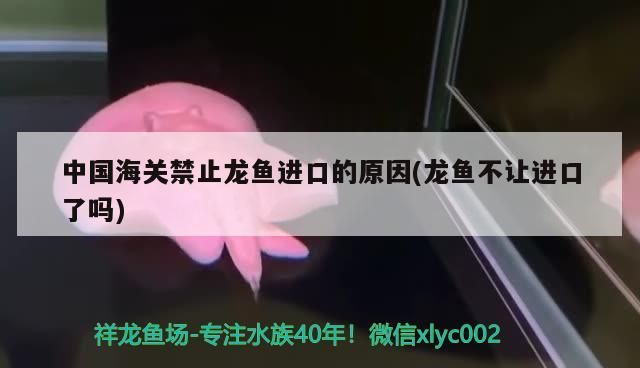 龍魚混養魚清理：龍魚混養魚清理糞便