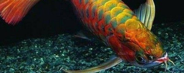龍魚沉到缸底怎么回事：龍魚為什么會沉到缸底