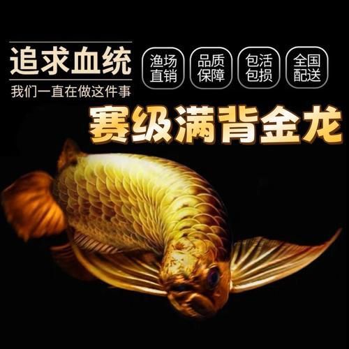 金龍魚苗2至3cm圖片