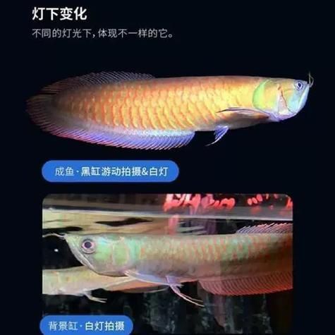 金龍魚苗2至3cm圖片