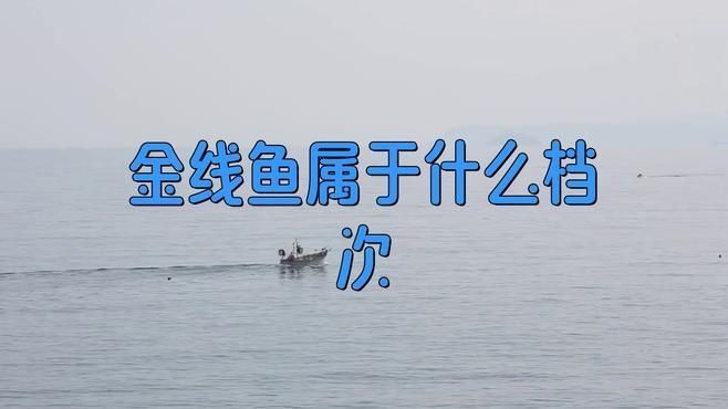 金線魚屬于什么檔次