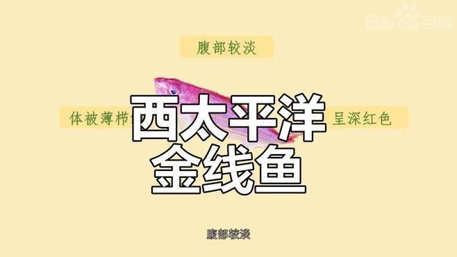 金線魚屬于什么檔次