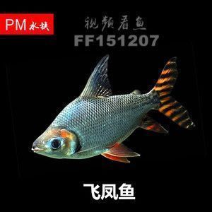龍魚缸里養什么清潔工最好：如何選擇適合的魚缸清潔工