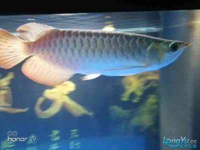 甘孜藏族自治州水族館魟魚的基本生活習(xí)性及狀況