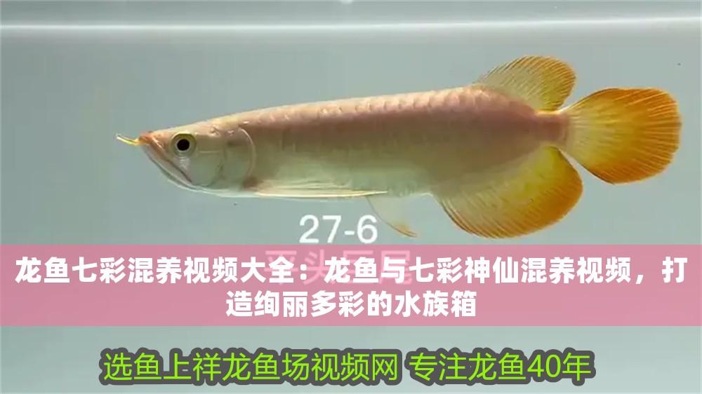 龍魚七彩混養(yǎng)視頻大全：龍魚與七彩神仙混養(yǎng)視頻，打造絢麗多彩的水族箱