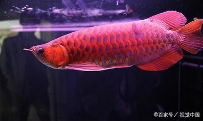 紅龍魚對水質的要求：紅龍魚對于水質的要求 紅龍魚對水質的要求：紅龍魚對于水質的要求 龍魚百科 第1張