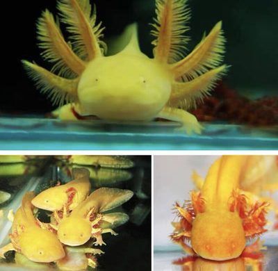 六角恐龍魚可以長多大？（六角恐龍魚的生長速度）