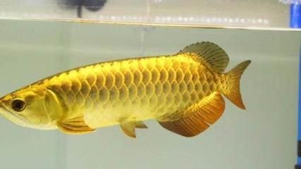龍魚的體型是遺傳的嘛視頻：龍魚的體型發育龍魚的遺傳因素與遺傳因素的區別