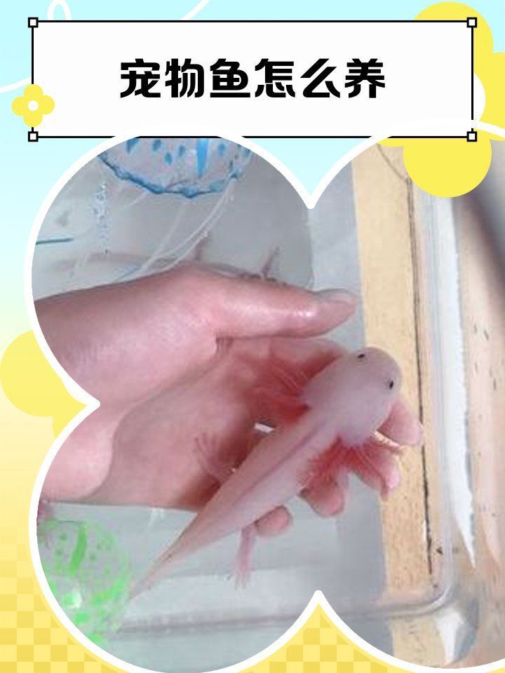 魚鼓肚子炸鱗還有救嗎