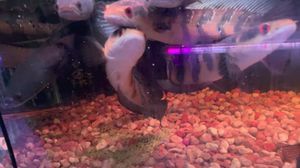 紅帝王龍魚是一種非常獨特且珍貴的觀賞魚，飼養者需要了解：關于紅帝王龍魚的一些詳細信息