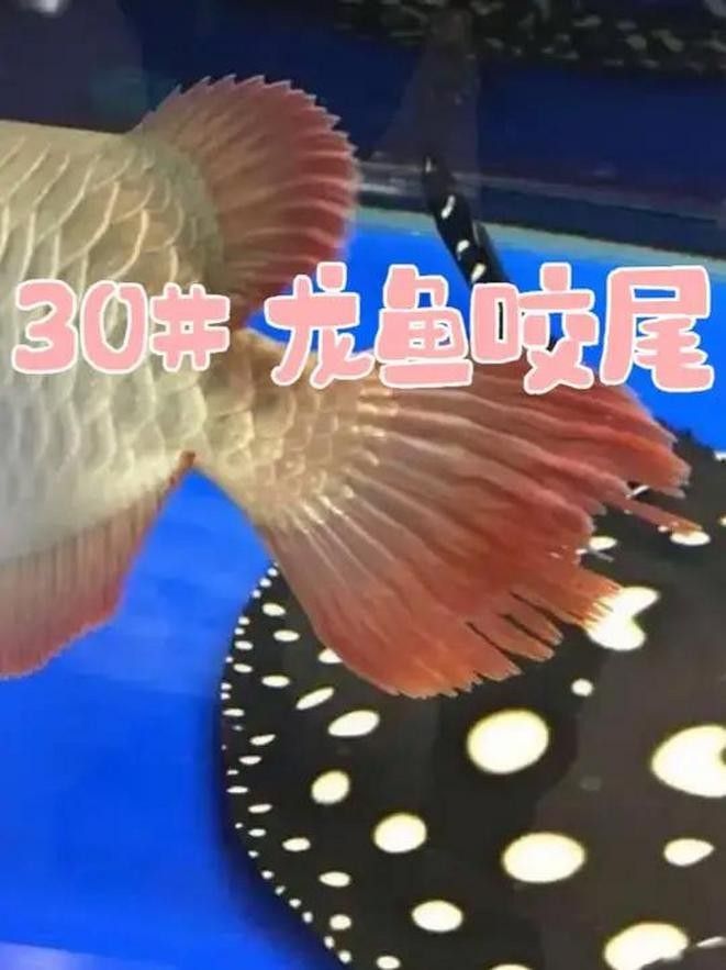 黃鰭鯧會咬龍魚尾巴么