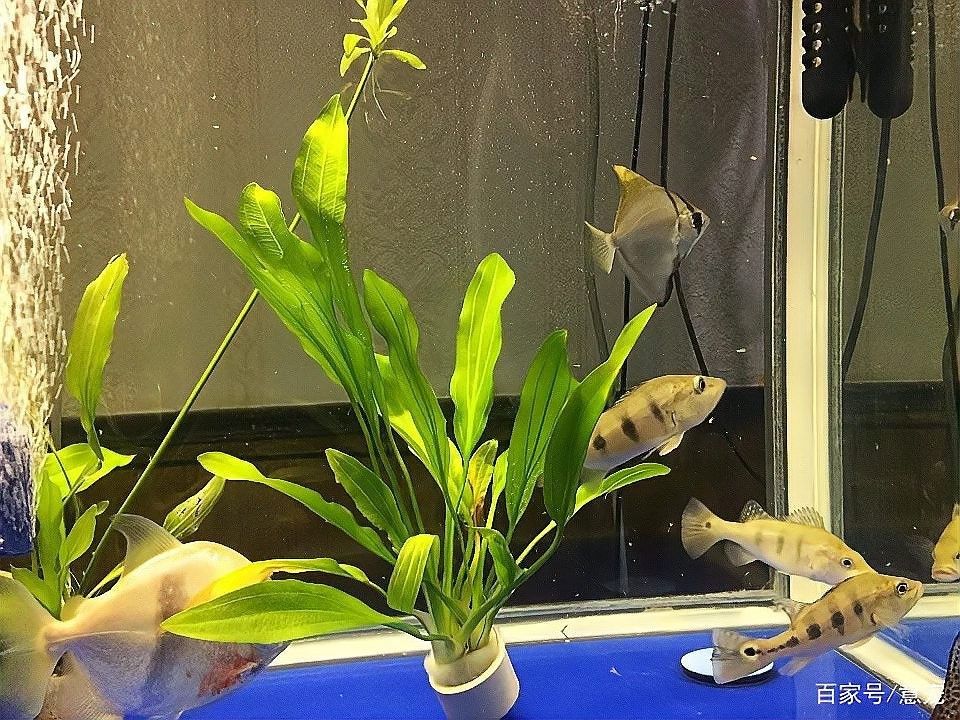 黃鰭鯧會咬龍魚尾巴么