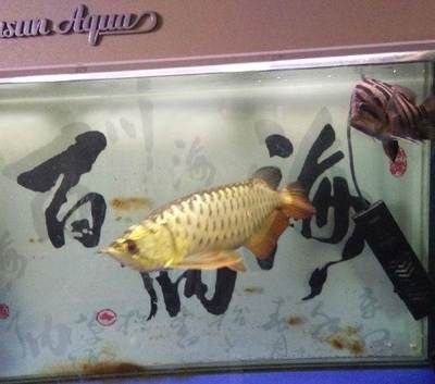 什么叫龍魚不兜不掉：\"不兜不掉的定義龍魚不兜不掉的優點 什么叫龍魚不兜不掉：\"不兜不掉的定義龍魚不兜不掉的優點 龍魚百科 第1張