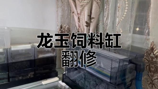 龍魚(yú)飼料魚(yú)怎么養(yǎng)殖的