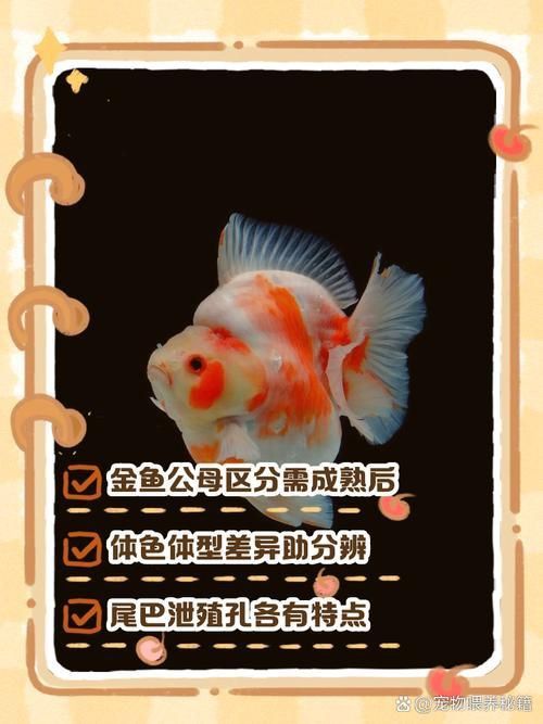 金魚公母對照圖