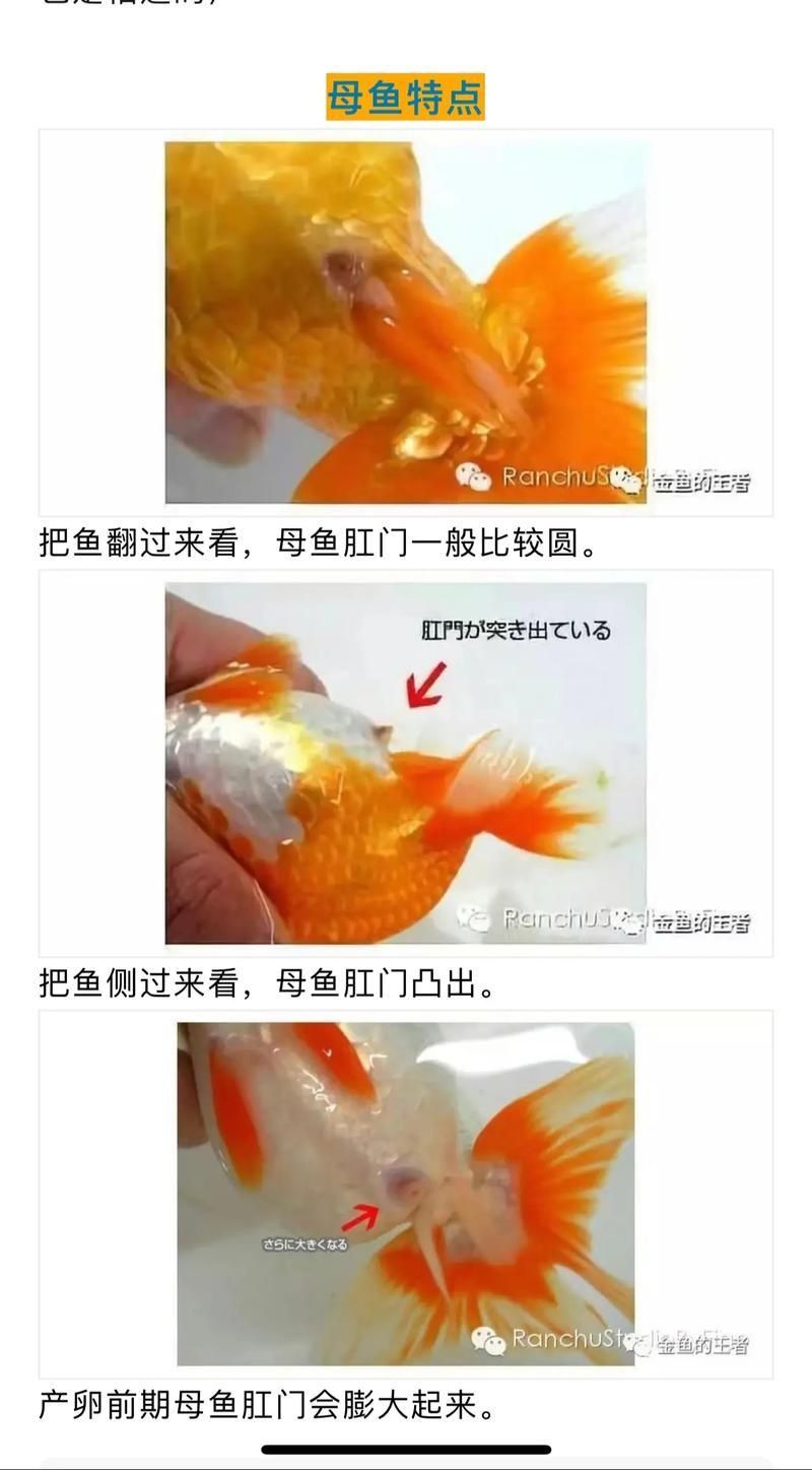 金魚公母對照圖