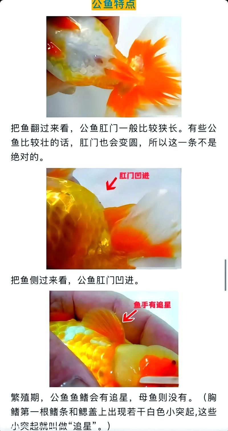 金魚公母對照圖