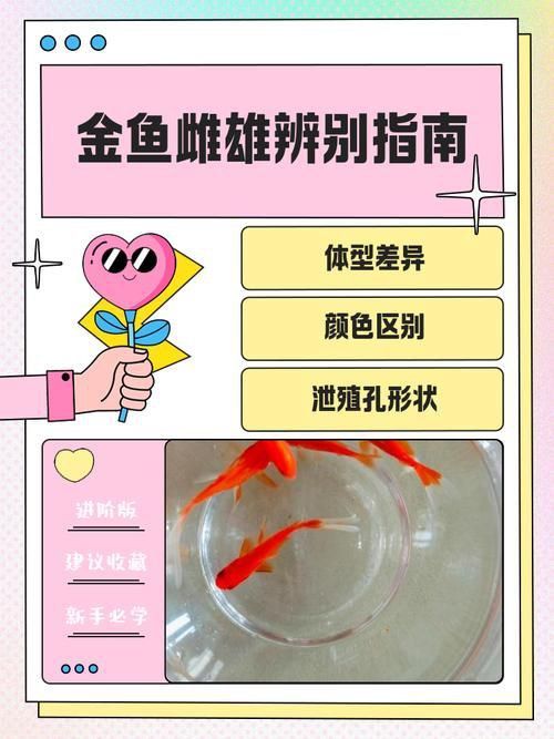 金魚公母對照圖